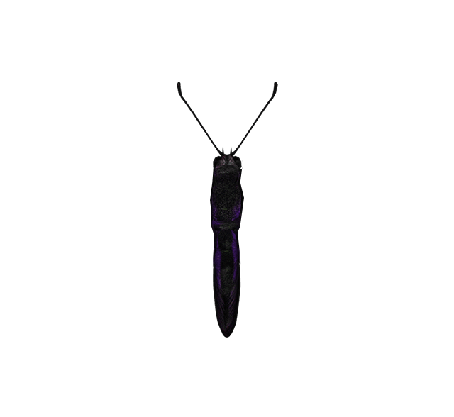 Butterflies Experience